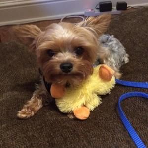 Meet your Posher, Corinne